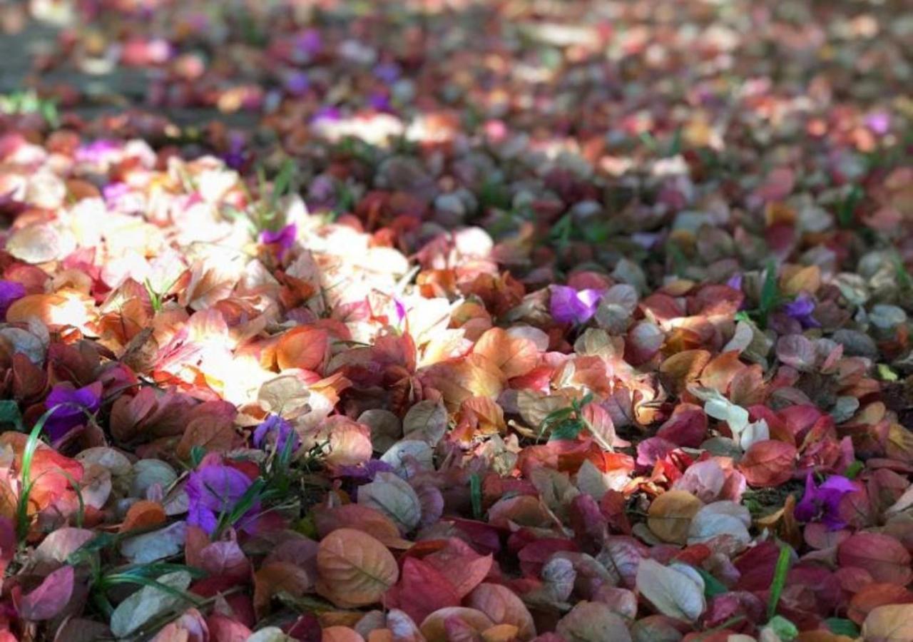 Pousada Halliny Do Rosa برايا دو روزا المظهر الخارجي الصورة
